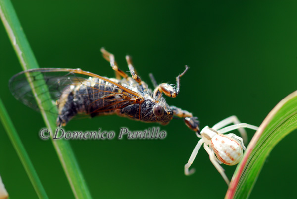 Runcinia grammica